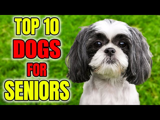 Top 10 BEST Dog Breeds For Seniors