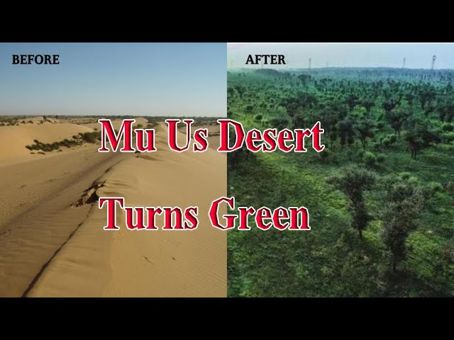 Mu Us Desert Turns Green（Google Earth）（2021）