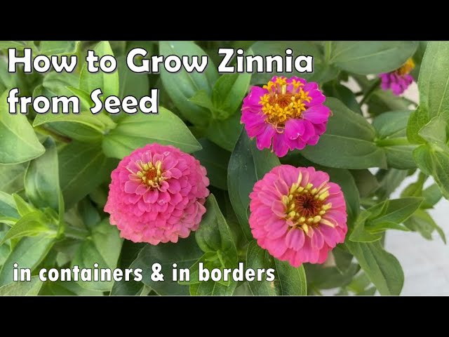 How to Grow Zinnia from Seed to Flower - in Borders and in Containers