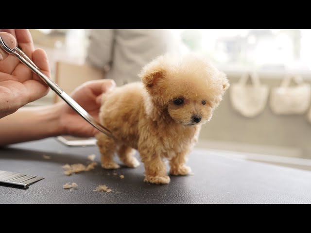 A very small puppy grooming for the first time at 3 months of age (Toy Poodle)