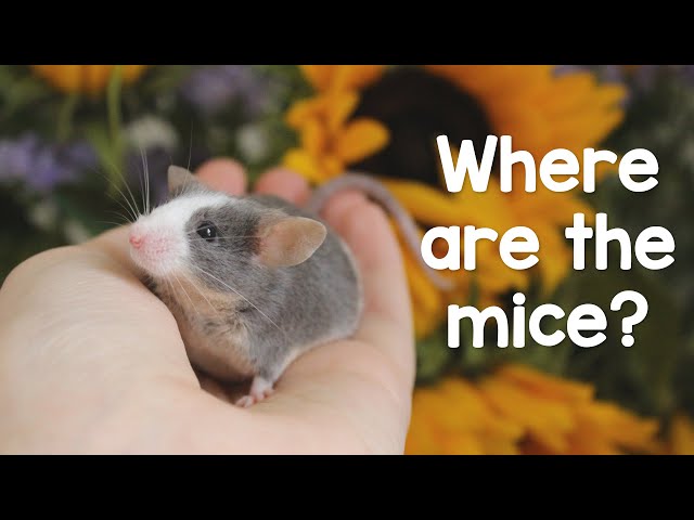 Why my mice aren't in videos as much