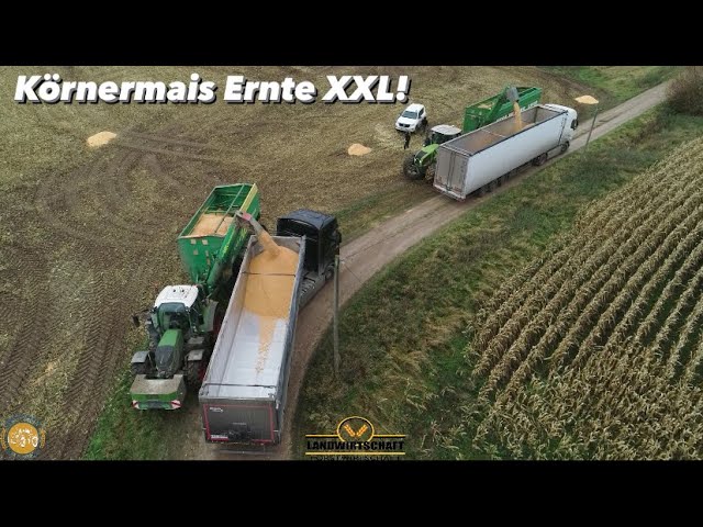 Körnermais Ernte XXL! Inkl. Verladung auf LKW Mais dreschen m. 16 Reiher Geringhoff Maispflücker
