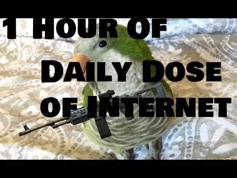 1 Hour of Daily Dose of Internet