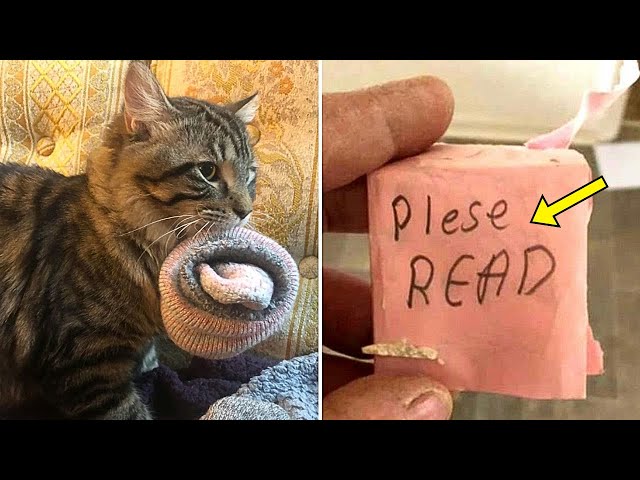 Mom Calls 911 After Finding Note Inside Neighbour's Socks Stolen By Cat