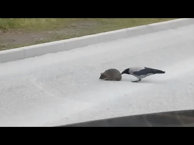 Crow Helps Hedgehog Cross The Street