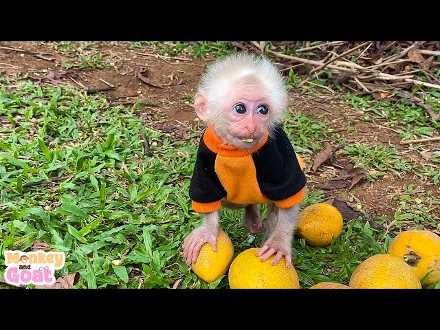 Baby monkey Amee pick fruit in the forest