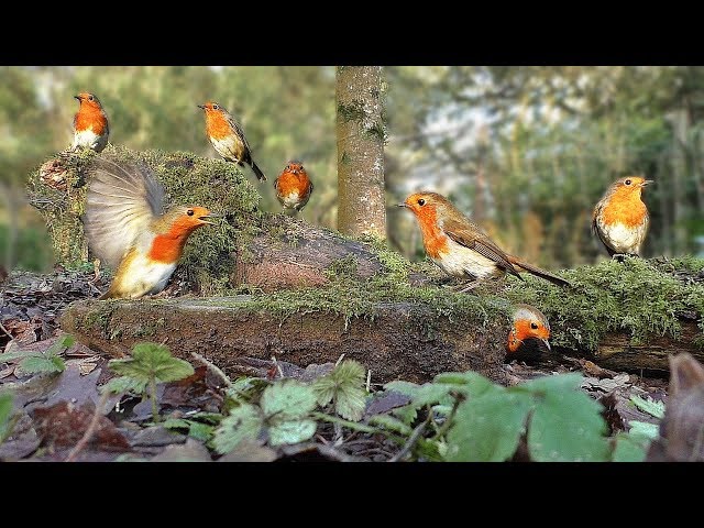 BEST Videos for Cats to Watch - Robin Bird Frenzy and Other Beautiful Birds