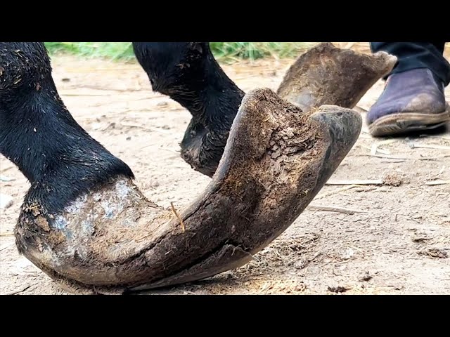 Donkey hoof is so crazy! It’s amazing that the hoof hasn’t been repaired in 9 years!