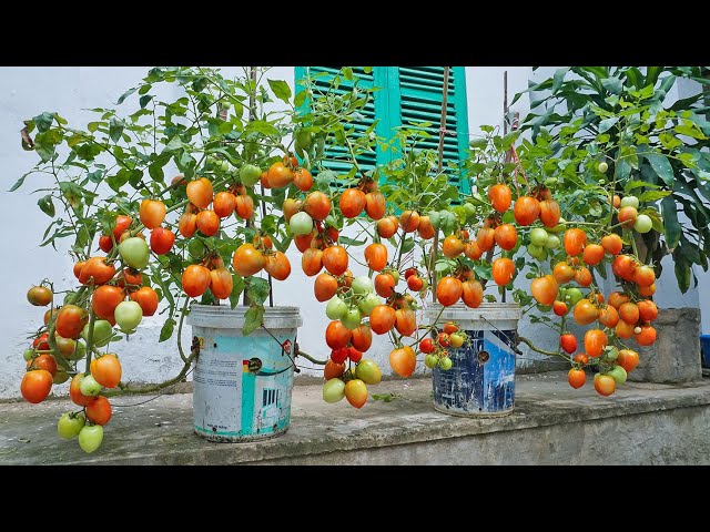 Method of growing tomatoes in plastic containers, growing tomatoes with many fruits using bananas