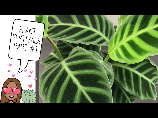 Plant Haul🌿 and PLANT FESTIVALS PART 1