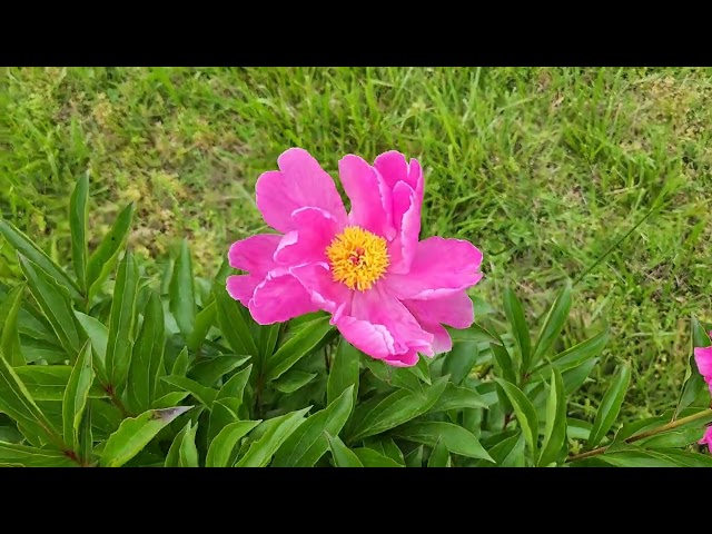 Pink Peonies Spring Flowers 2024 #pinkflower #pinkpionies #pionies #spring2024 #springflowers