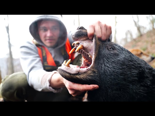 Bear Hunting with Walmart's Cheapest Rifle!
