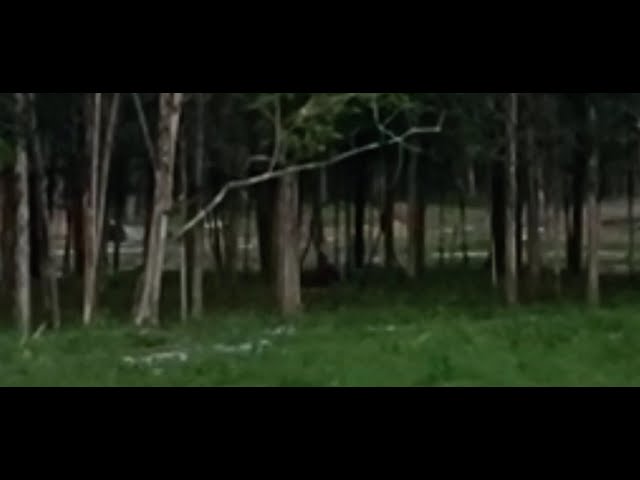 Goose Chases Kid on a Bike into a Tree