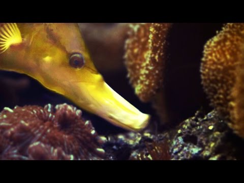 How Fish Eat Part 2 (SLOW MOTION UNDERWATER!) - Smarter Every Day 119