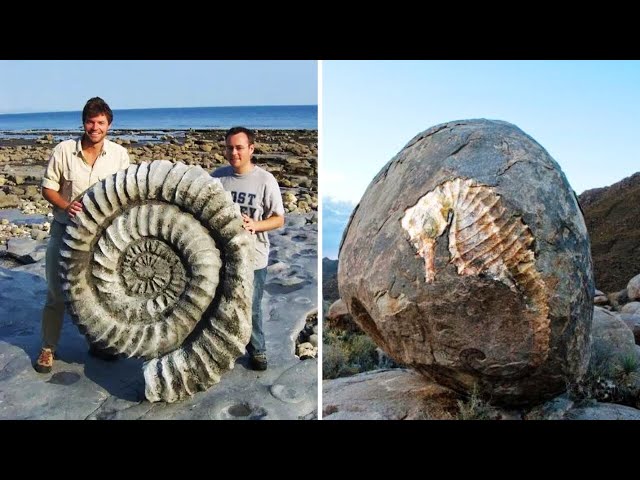 15 Incredible Animal Fossils!
