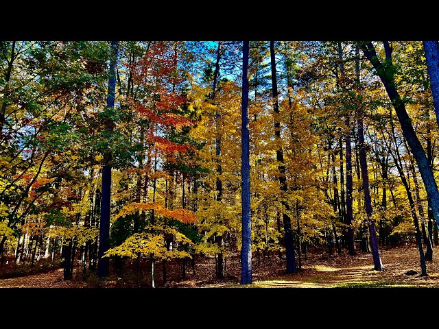 Fall Leaves in the Northern Woods of Michigan - Sights and Sounds of the Wind in the Trees