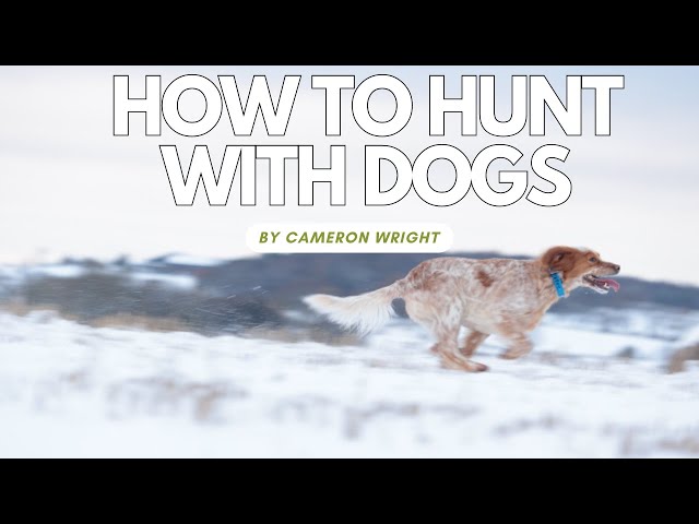 How to Hunt with Dogs