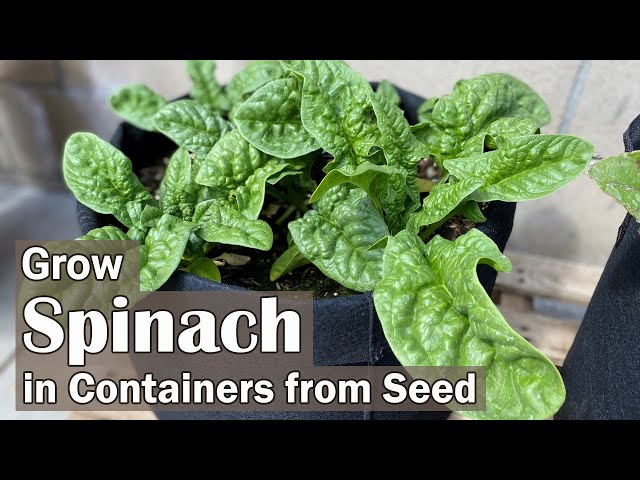How to Grow Spinach in Containers from Seed