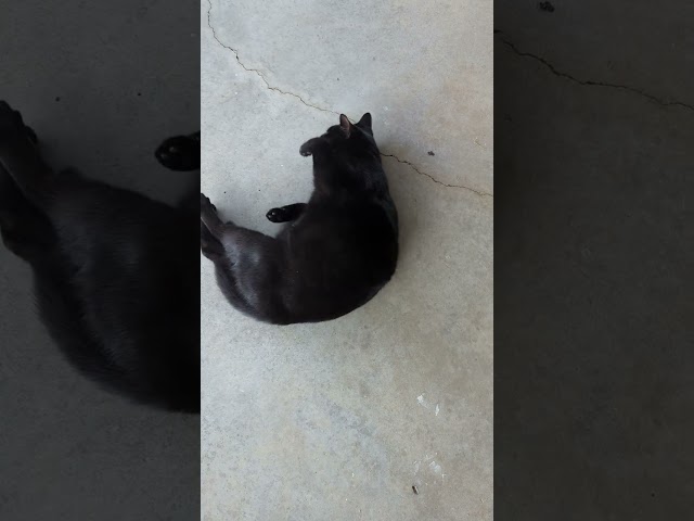 Cat Loves to Scratch Back on Concrete Floor - 1499520
