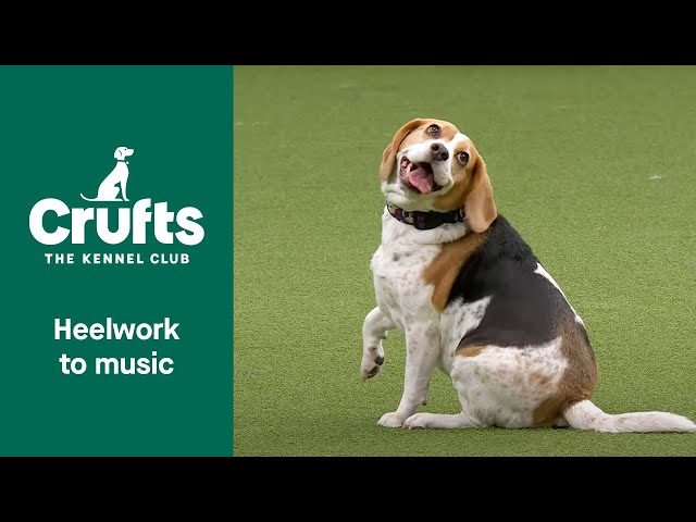 Freestyle International Heelwork to Music Competition - Part 2 | Crufts 2022