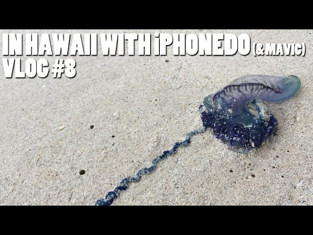 In Hawaii with iPhonedo (& Mavic) Vlog #8 (Caution if you're squeamish about bugs!)