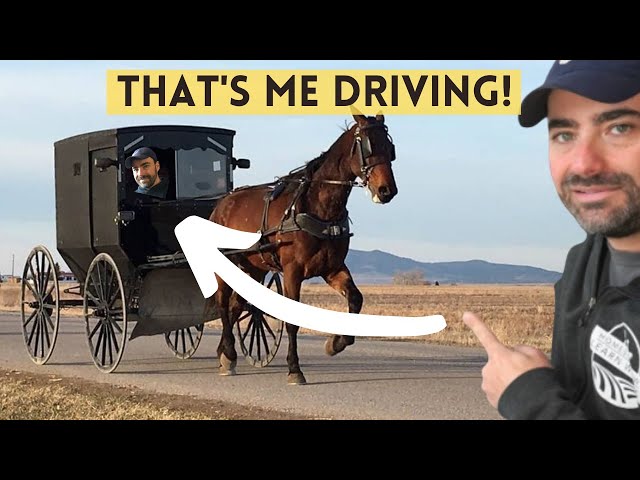 Learn About the Amish Horse and Buggy (and I learn to drive one!)