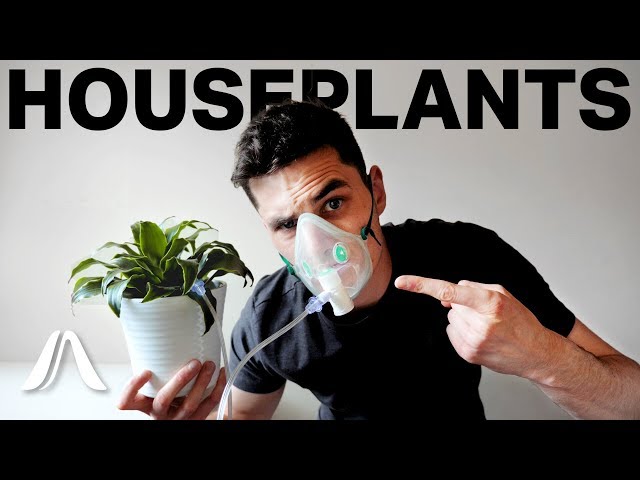 Do House Plants ACTUALLY Clean The Air?