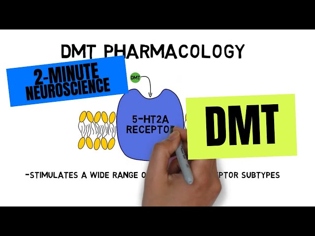 2-Minute Neuroscience: DMT