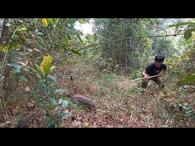Two Wild Boars Trapped by a Hunter, Building Life, Future life Episode 12