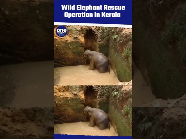 Wild Elephant Trapped in Water-filled Pit: Rescued in Kerala | Oneindia News #shorts #elephant