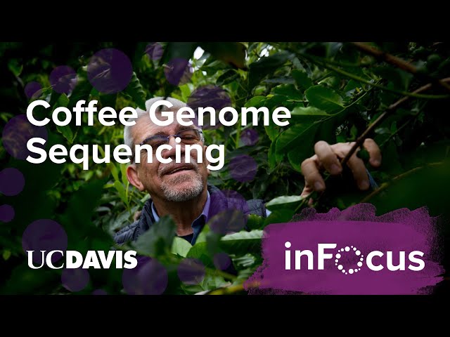 UC Davis in 360: Sequencing the Arabica Coffee Genome