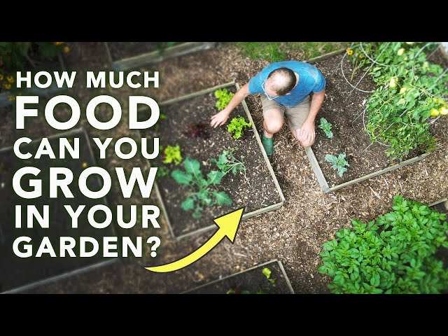 See How MUCH You Can Grow in a Family Garden!