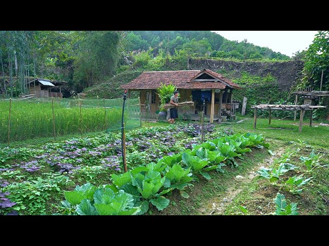 The life of a guy named DAU in the mountains of Northeastern Vietnam - Peaceful life, Forest life