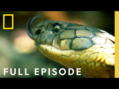 Snakes on a Plane (Full Episode) | Locked Up Abroad