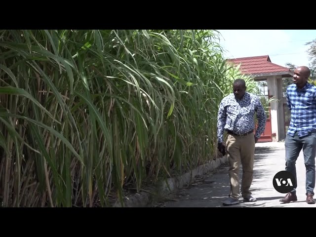 Kenyan Farmers Embrace Chinese-Engineered Grass for Fodder | VOANews