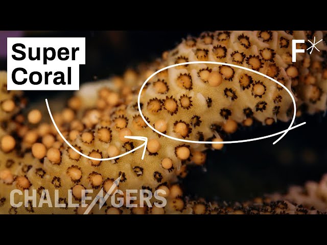Hacking evolution to grow super coral