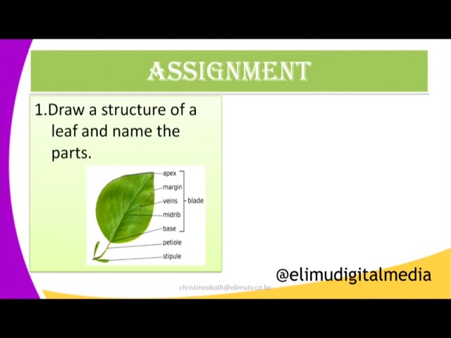 biology form 1 parts of a leaf