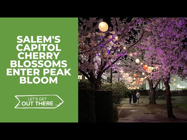 Cherry blossoms at Oregon State Capitol in Salem enter peak bloom