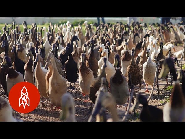 La viña controlada por más de 1,000 patos