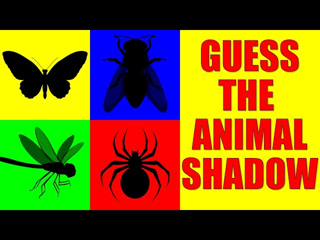 Guess the INSECTS from Their Shadow | Quiz Game for Kids, Preschoolers and Kindergarten