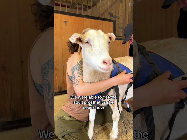 Goat Tries New Prosthetics For The First Time 🥹 #rescueanimals #goat