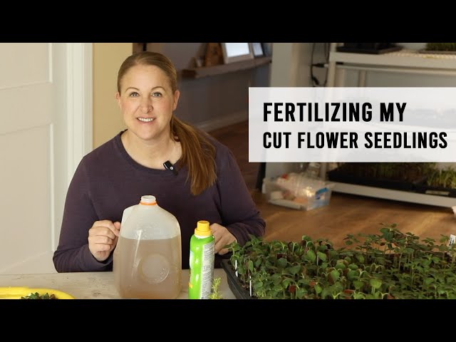 How I Fertilize My Cut Flower Seedlings