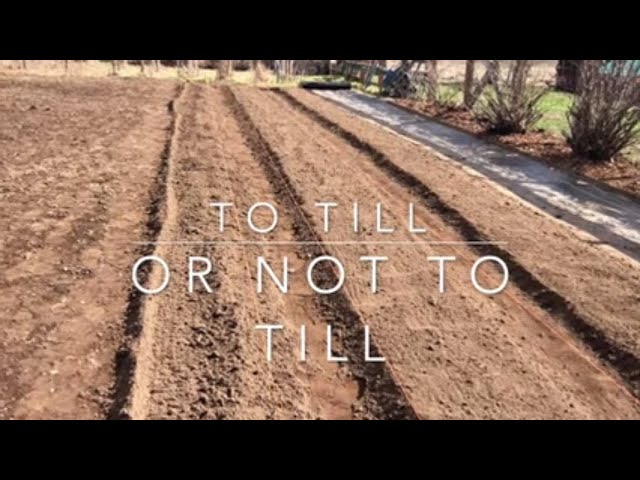 NO TILL GARDENING - IS IT RIGHT FOR YOUR GARDEN?