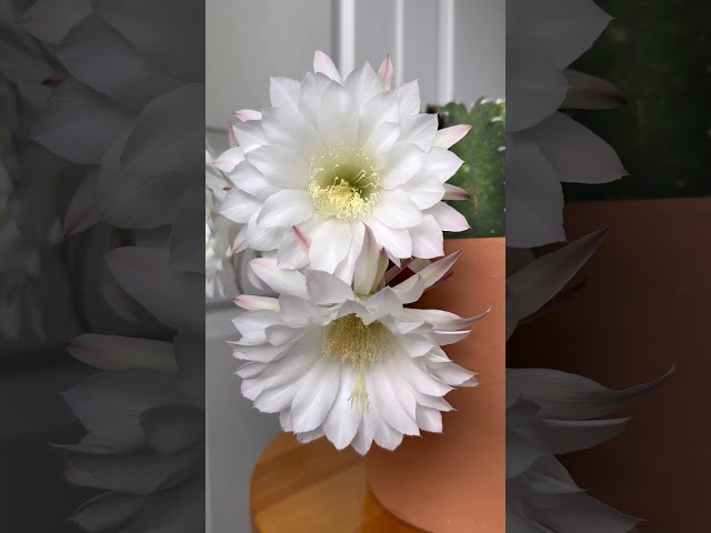 Varigated Echinopsis Cactus Flowers 🌺