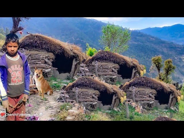 Himalayan Shepherd Life | Nepal | Organic Shepherd Food | Best Shepherd Compilation Video |