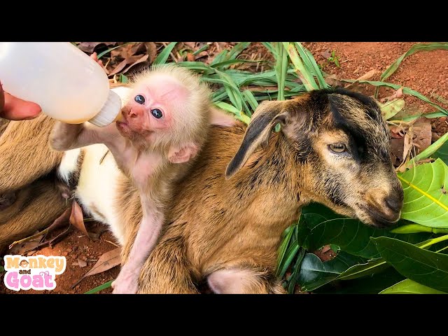 Baby monkey is very scared when goat leaves
