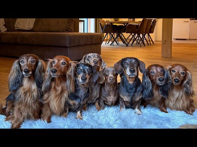 Dachshund Around The World Sausage Dogs Videos Playful Puppies Funny Dogs Videos Cute wiener Videos