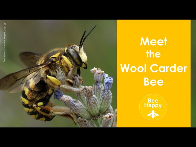 Meet the Wool Carder Bee