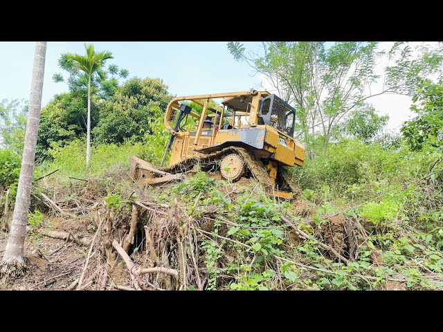 D6R XL Bulldozer Breathes New Life into Abandoned Plantation Road