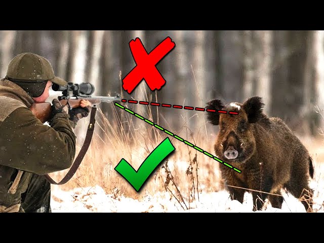 Why Doesn't Anyone Shoot a Wild Boar in the Head?